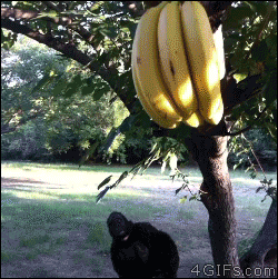 Banana-dropkicks-gorilla
